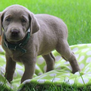 Alice, Labrador Retriever-Silver Puppy