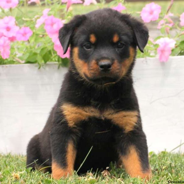 Alisha, Rottweiler Puppy