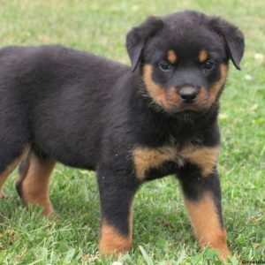 Alisha, Rottweiler Puppy
