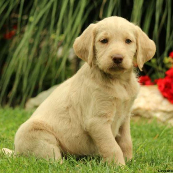 Alison, Labradoodle Puppy