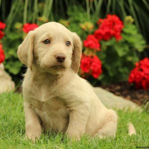 Alison, Labradoodle Puppy