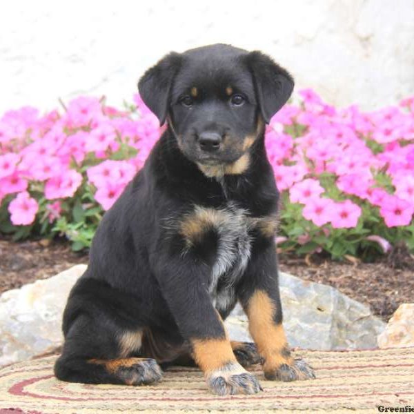 Alissa, Rottweiler Mix Puppy