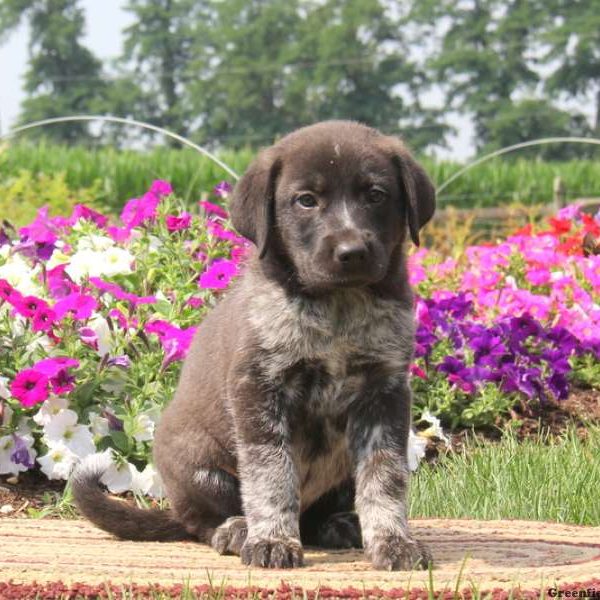 Alissa, Great Pyrenees Mix Puppy