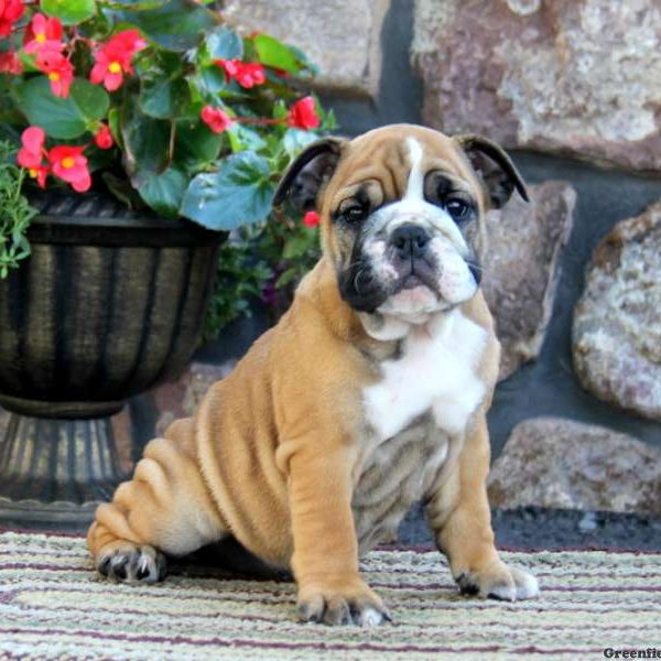 Alissa, English Bulldog Puppy