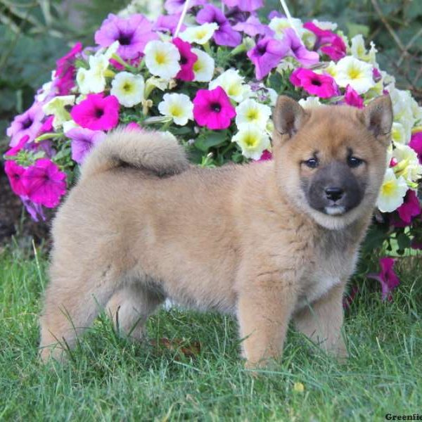 Alissa, Shiba Inu Puppy