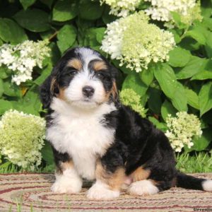 Alissa, Bernedoodle-Miniature Puppy