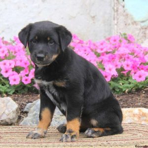 Alissa, Rottweiler Mix Puppy