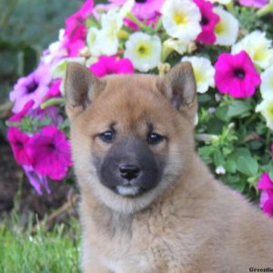 Alissa, Shiba Inu Puppy