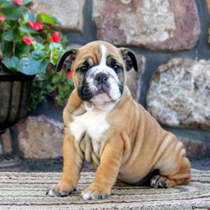 Alissa, English Bulldog Puppy