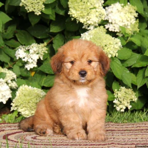 Allie, Bernedoodle-Miniature Puppy