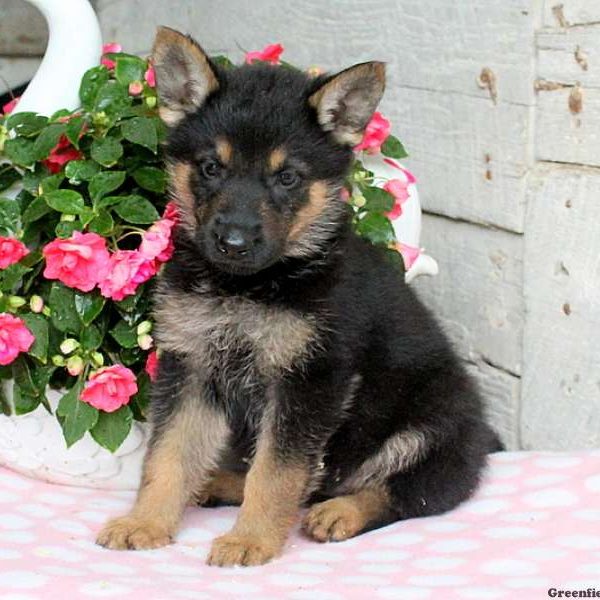 Allie, German Shepherd Puppy