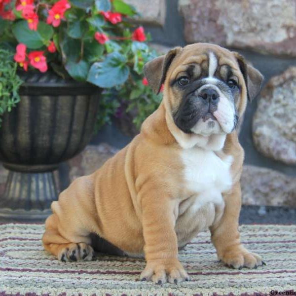 Allie, English Bulldog Puppy