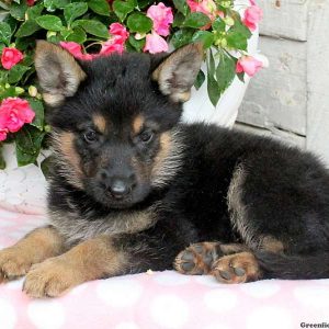 Allie, German Shepherd Puppy