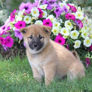 Allie, Shiba Inu Puppy