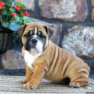 Allie, English Bulldog Puppy