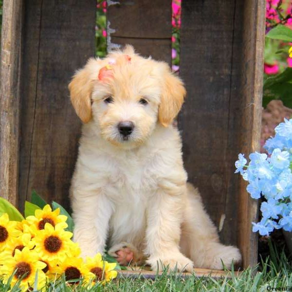 Ally, Labradoodle-Miniature Puppy