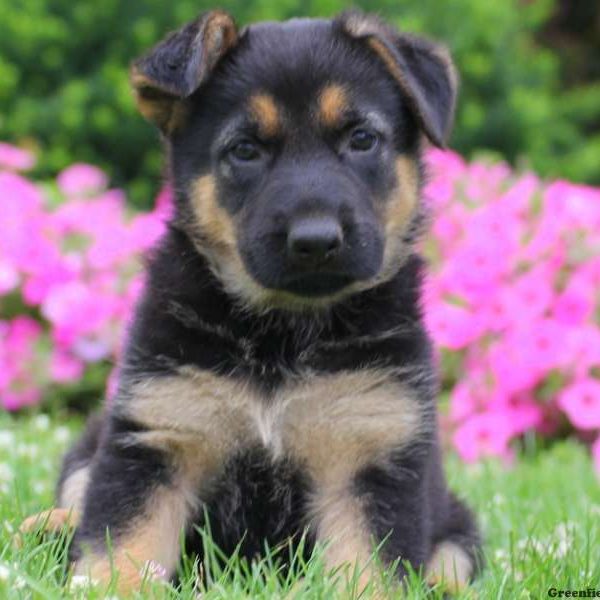 Ally, German Shepherd Puppy