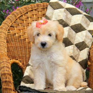 Ally, Labradoodle-Miniature Puppy