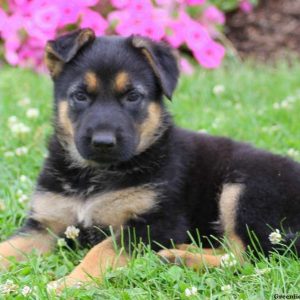 Ally, German Shepherd Puppy