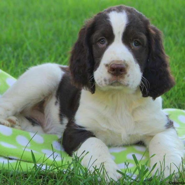 Alvin, English Springer Spaniel Puppy