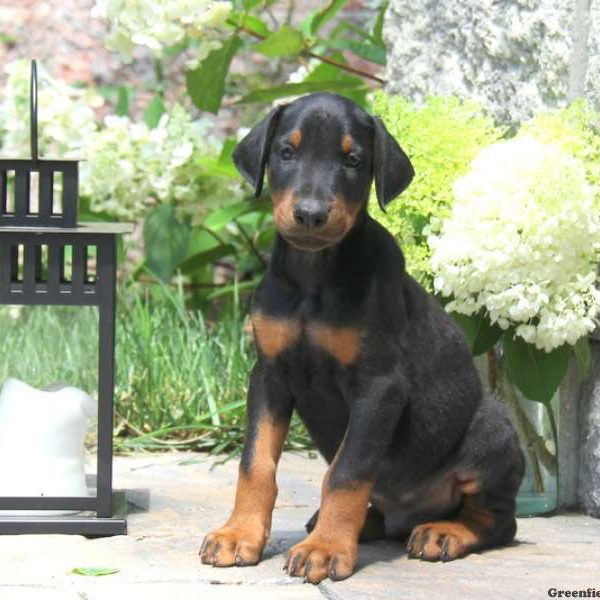 Alvin, Doberman Pinscher Puppy