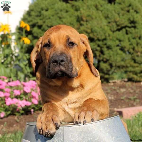 Alvin, African Boerboel Puppy