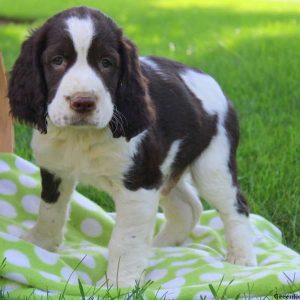 Alvin, English Springer Spaniel Puppy