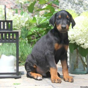 Alvin, Doberman Pinscher Puppy