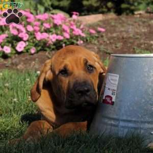 Alvin, African Boerboel Puppy