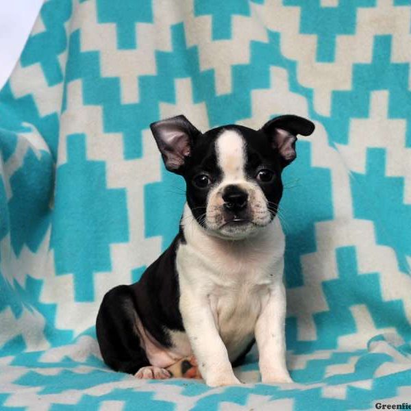 Alyson, Boston Terrier Puppy