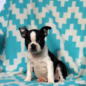 Alyson, Boston Terrier Puppy