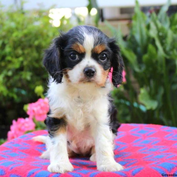 Amanda, Cavalier King Charles Spaniel Puppy