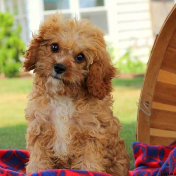 Amanda, Cavapoo Puppy