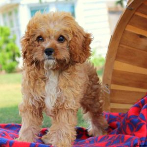 Amanda, Cavapoo Puppy