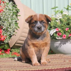 Amber-Red Heeler, Blue Heeler – Australian Cattle Dog Puppy