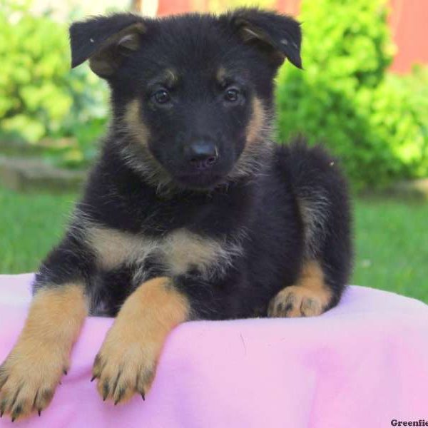 Amber, German Shepherd Puppy