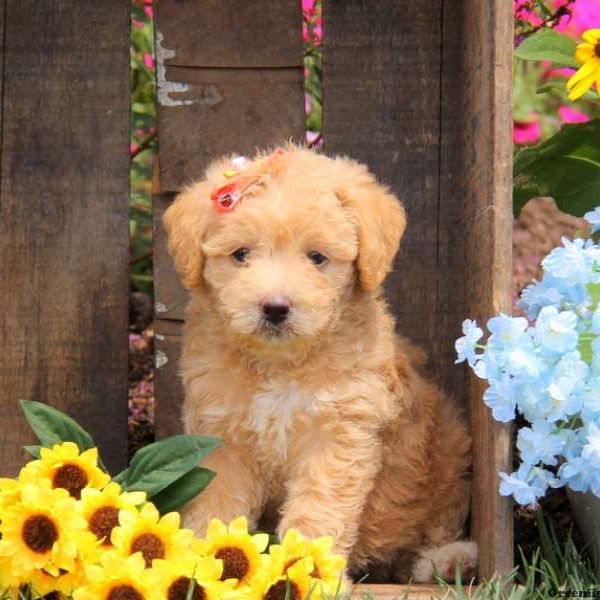 Amber, Labradoodle-Miniature Puppy