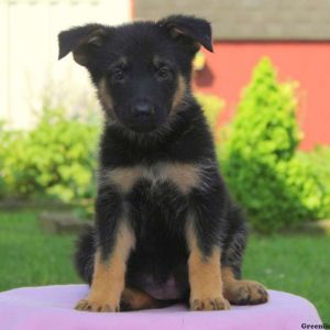 Amber, German Shepherd Puppy