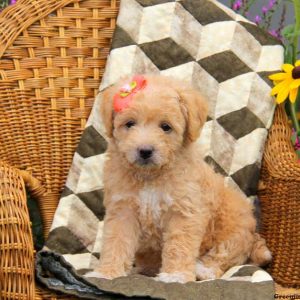 Amber, Labradoodle-Miniature Puppy