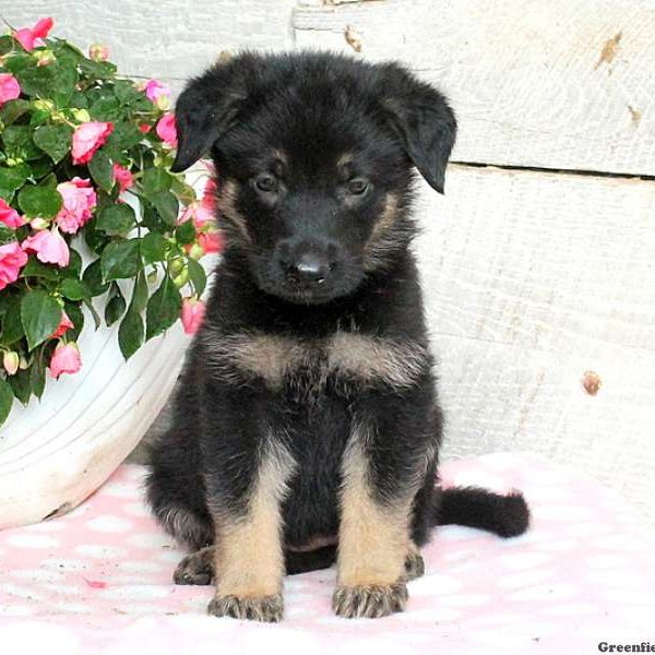 Ambria, German Shepherd Puppy