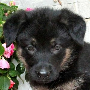 Ambria, German Shepherd Puppy