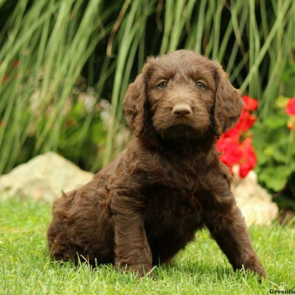 Amelia, Labradoodle Puppy