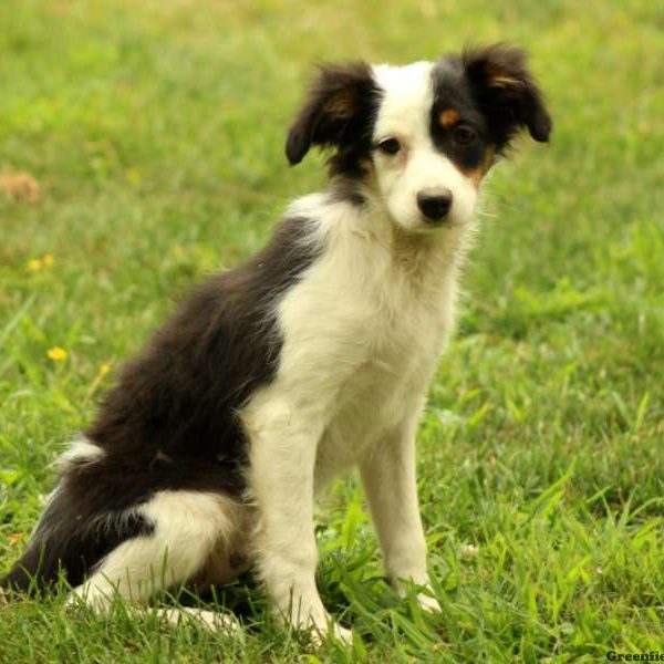 Amelia, Australian Shepherd-Miniature Puppy