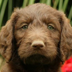 Amelia, Labradoodle Puppy