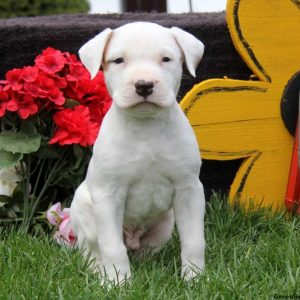 American Bulldog