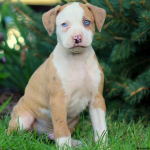 American Bulldog Mix