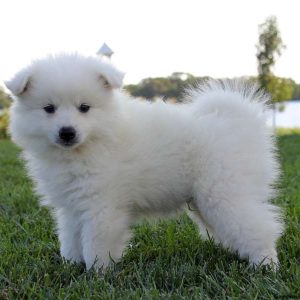 American Eskimo