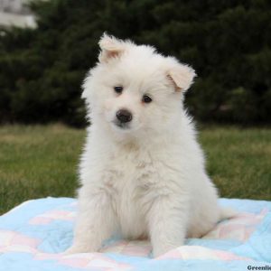 American Eskimo Mix