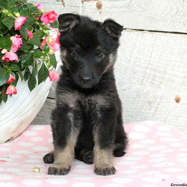 Amy Sue, German Shepherd Puppy