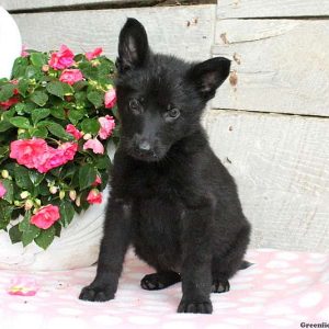 Amy Sue, German Shepherd Puppy